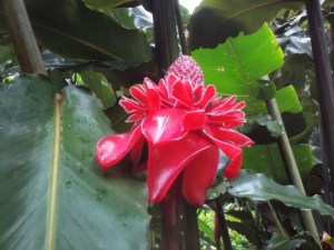 Flower, typical of what you would see in Costa Rica. 