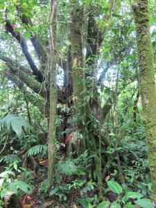 Arenal Park, Arenal , Costa Rica. 