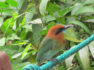 Photo of a bird we saw on one of our hikes. 