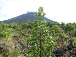 Arenal Volcano.  You can see the rocky terrain making it difficult to hike at times. 